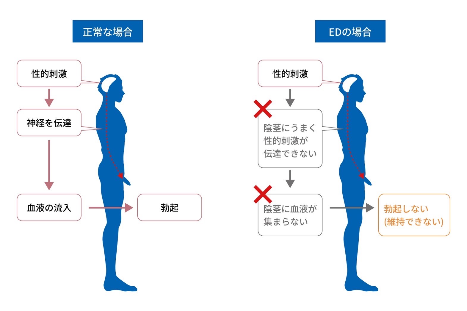 ED勃起の機序